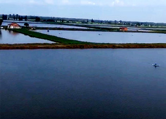 扬州黄骨鱼苗养殖基地