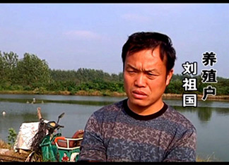 扬州黄骨鱼苗养殖案例