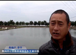 扬州黄骨鱼苗养殖案例