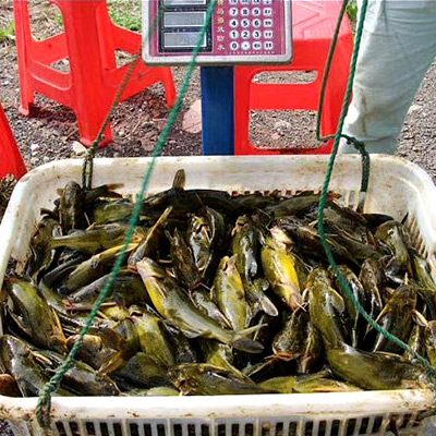 扬州黄骨鱼苗
