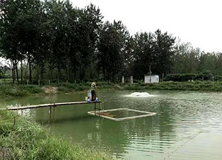 扬州黄骨鱼苗养殖基地