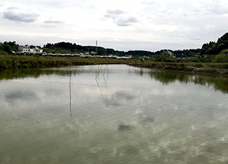 黄骨鱼苗养殖基地