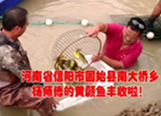 扬州黄骨鱼苗养殖案例