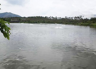 黄骨鱼苗养殖基地